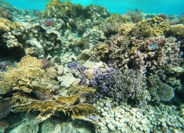 Rafy koralowe przy jednej z wysp Qulaan
