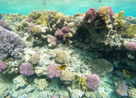 Rafy koralowe przy wyspie Hamata Siyul w Marsa Alam