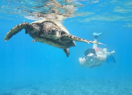 Turystka płynie za żółwiem przy plaży Abu Dabbab w Marsa Alam