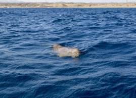 Krowa morska (dugon) w Zatoce Marsa Mubarak w Marsa Alam
