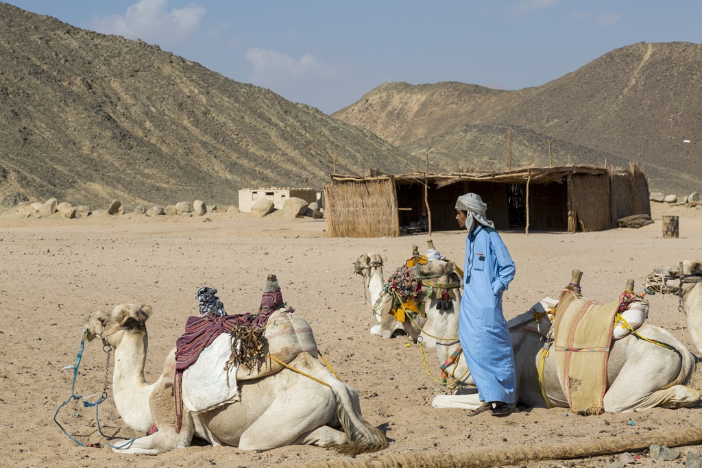 бедуин с верблюдами на фоне хаты