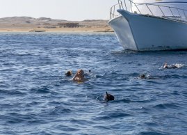 Snorkeling z lodzi podczas rejsu do zatoki Marsa Mubarak